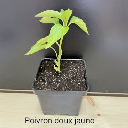 Plant de poivron jaune doux biologique