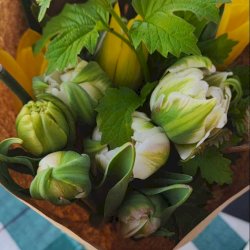 Bouquet de tulipes blanches et vertes