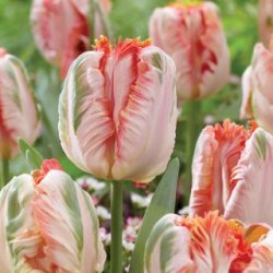 Bouquet de tulipes perroquets dans les teintes de saumon à corail