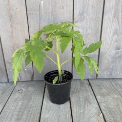 Plant de tomates Darkstar biologique